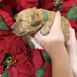 Uncle Si - Red  male Poodle puppy in Fairfield, North Carolina from Leaning T Ranch