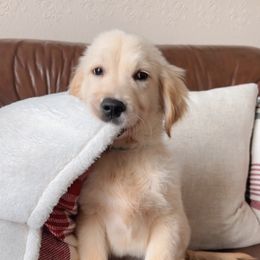 Golden Retriever Puppies from Goldens of Hope