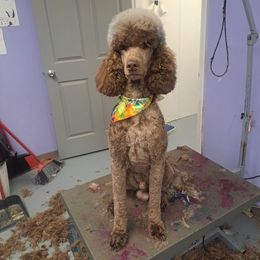 Zestial - Poodle