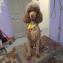 Zestial - Poodle