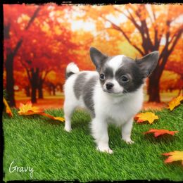 Gravy - Blue and white male Chihuahua puppy in Demorest, Georgia from Sourpatch Chihuahuas