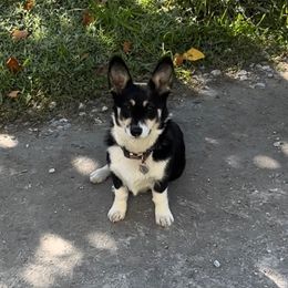 Pembroke Welsh Corgi Puppies from Top-Notch Paws
