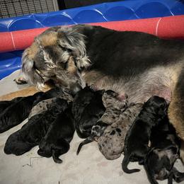 Boy 2 - Black and white male Assorted Doodle Crosses puppy in Kansas City, Missouri from Beary GoldenDoodles