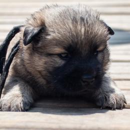 Becca - Black Collar - Fawn female Eurasier puppy in Lakewood, Ohio from Exquisite Eurasier
