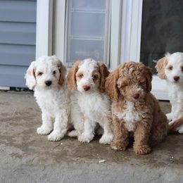Australian Labradoodle Puppies from Grand Peaks Labradoodles