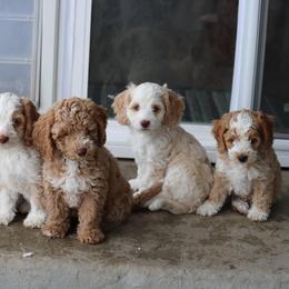 Australian Labradoodle Puppies from Grand Peaks Labradoodles
