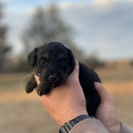 Teal collar - Black tri-color male Aussiedoodle puppy in Fairmount, Georgia from Muscadine Meadows Farm