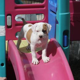 American Bulldog Puppies from Ferocia Kennels