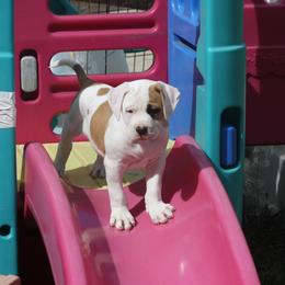 American Bulldog Puppies from Ferocia Kennels