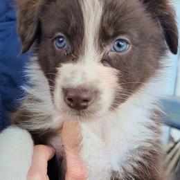 Oberon - Red & white male Australian Shepherd puppy in Dulzura, California from Windsong Ranch Aussies