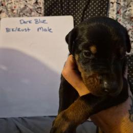Dark Blue Collar - Black and rust male Doberman Pinscher puppy in Ault, Colorado from Stand Alone European Dobermans