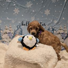 Purple Collar - Apricot male Poodle puppy in Vass, North Carolina from Dakliff Standard Poodles