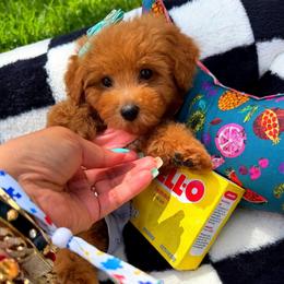 Girl 1 - Apricot female Maltipoo puppy in Sugar Land, Texas from Celebrity Maltipoos
