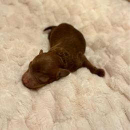 Blue - Red  male Goldendoodle puppy in Eagle Mountain, Utah from Meadow Ranch Pups