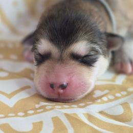 Gray - Sable and white female Alaskan Malamute puppy in Independence, Virginia from New River Valley Malamutes