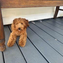 Penny - Red  female Goldendoodle puppy in Winchester, Virginia from Morningstar Goldendoodles