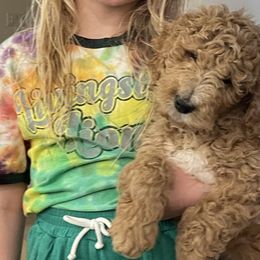 Goldendoodles from Heavenly H Doodles