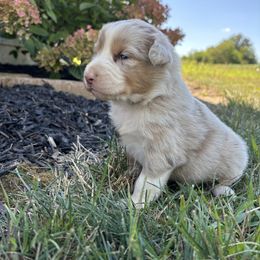 Girl 1 - Red merle female Australian Shepherd puppy in Berne, Indiana from White Silo Aussies