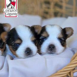 Michelle Jones - Black tan and white female Biewer Terrier puppy in California from Corazon de gigante