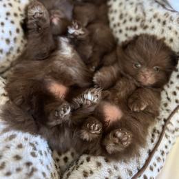 Pomeranian Puppies from Mendocino Pomeranians