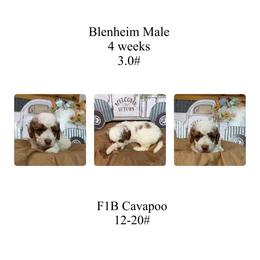 Yellow male - Blenheim male Cavapoo puppy in Clarksville, Iowa from Iowa Heartland Doodles