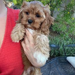 Ofelia - Red female Cavapoo puppy in Phoenix, Arizona from Larisa's Cavaliers