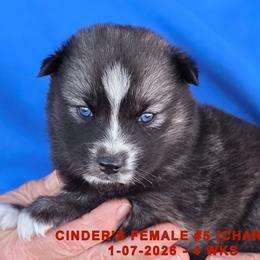 CINDER'S FEMALE 5 - Black and white female Siberian Husky puppy in Manilla, Iowa from Bruck's Siberian Huskies