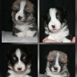 Make 3 - Black and tan male Pembroke Welsh Corgi puppy in Washington from Castle View Royal Rumps