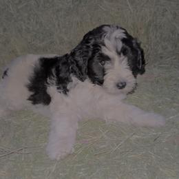 Tucker - Parti male Labradoodle puppy in Churchill County Fallon, Nevada from Card Family Ranch