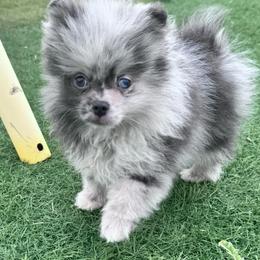 AKC - ACE - Blue merle male Pomeranian puppy in Duncan, Arizona from Bootheel Doxies & Poms