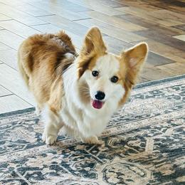 Kollyns - Pembroke Welsh Corgi