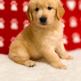 Golden Retriever Puppies from Bear State Goldens