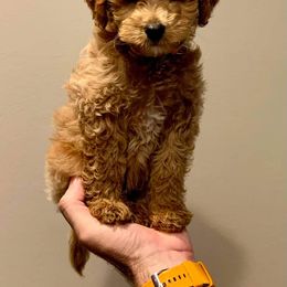 Cockapoo, Cocker Spaniel, and Goldendoodle Puppies from Robbin's Treasures