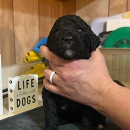 Stefan - Black male Goldendoodle puppy in Petersburg, West Virginia from Wv Diva Doodles