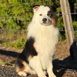 Btm4 - Black tri-color male Australian Shepherd puppy in Chehalis, Washington from Wandering Acres Ranch