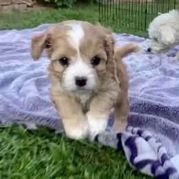 COCO - Sable and white female Cavachon puppy in Draper, Utah from Cavachon Love Chocolate Cavaliers, Cavaliers, Cavachon’s, Cavapoos