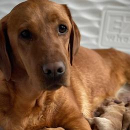 Nala - Labrador Retriever