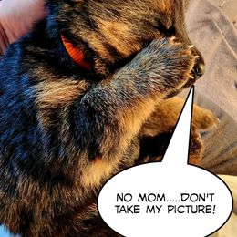 German Shepherd Puppies from Ewig Krieger Kennels