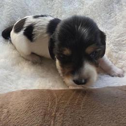 Triamusu - Piebald female Dachshund puppy in Buckeye, Arizona from Duran Dachshunds