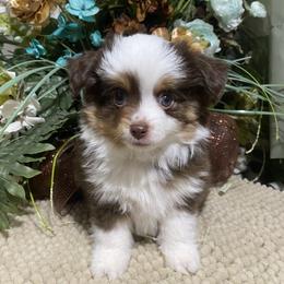 Teeny - Red tri male Miniature Australian Shepherd puppy in Oroville, Washington from High Mountain Aussies