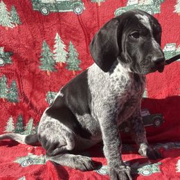 Sadie - Blue ticked female Bluetick Coonhound puppy in Mount Pleasant, Texas from Harmons Hounds