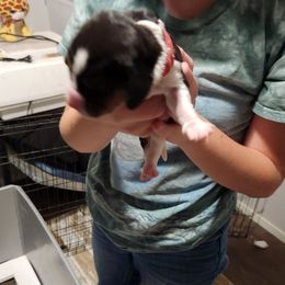 Red - Black brown and white female Basset Hound puppy in Lucerne Valley, California from Seussorie of Puddle Pups