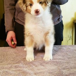 Australian Shepherd Puppies from Rockhill Australian Shepherds