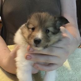 Shetland Sheepdog Puppies from Belmar Shetland Sheepdogs