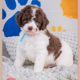 Cuba - Brown and white male Cockapoo puppy in Connersville, Indiana from Deaz Doodle Ranch