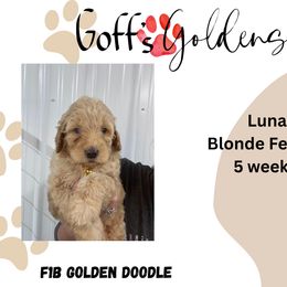 Luna - Cream female Goldendoodle puppy in Falls City, Nebraska from Goff’s Goldens