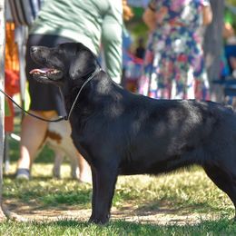 Jagger - Labrador Retriever