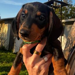Snoop - Black and tan male Dachshund puppy in Brandon, Florida from Knights Dachshunds
