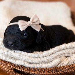 Olive - Black female Cockapoo puppy in Santa Barbara, California from K+C Doodles