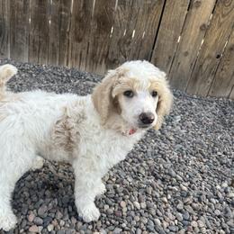 Dipstick - Parti male Poodle puppy in Chino Valley, Arizona from Whiskey Row Royals